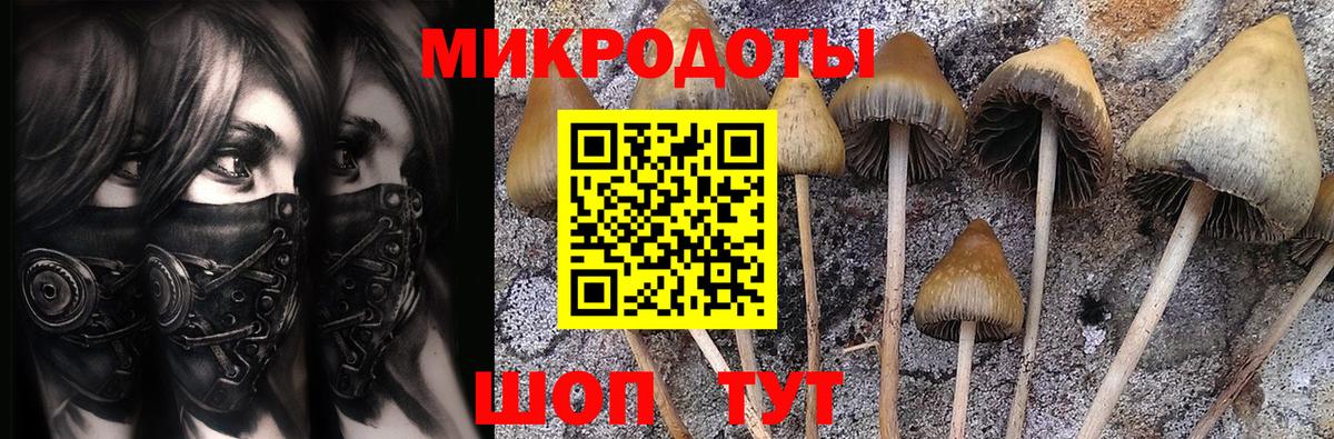 Псилоцибиновые грибы Cubensis Нерюнгри